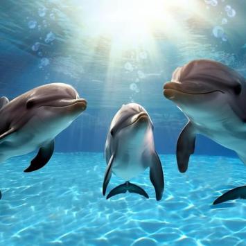 Tre delfini giocano felici in acque cristalline illuminate dal sole.