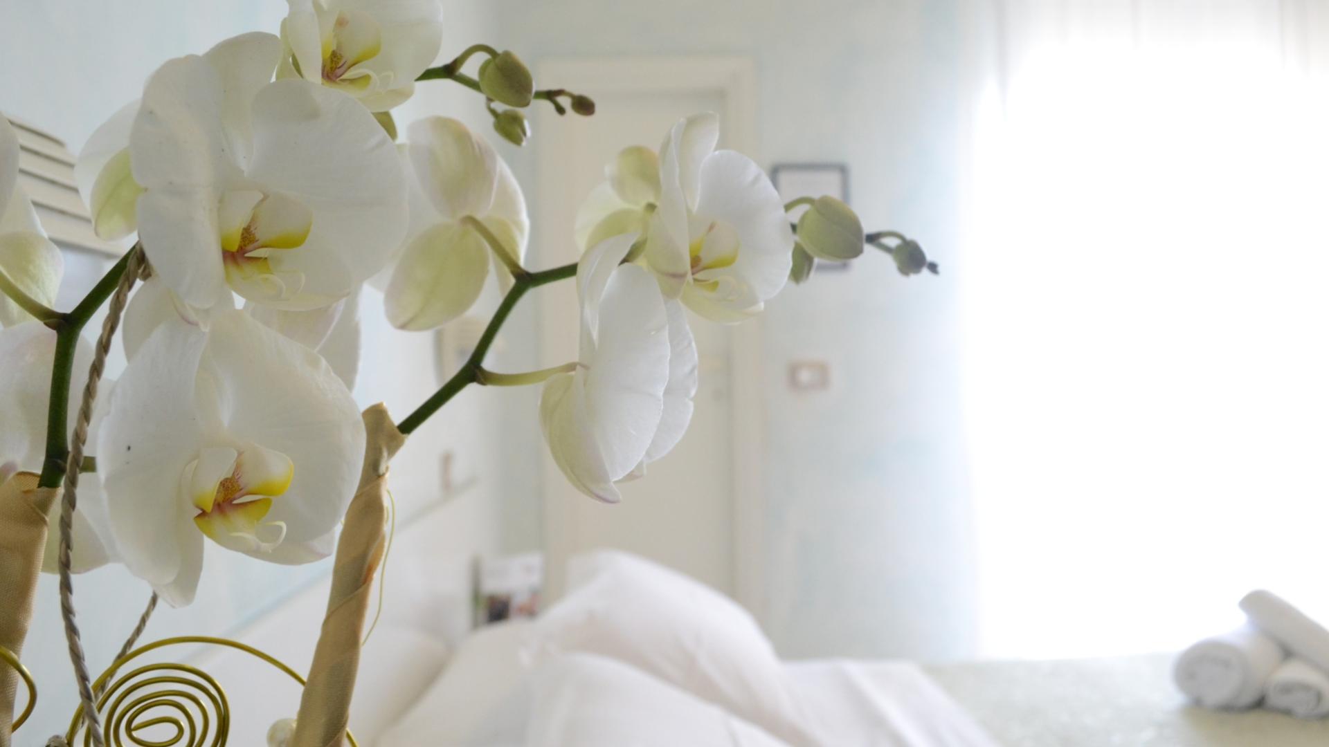 Orchidea bianca, delicata e pura, illumina una stanza serena e accogliente.