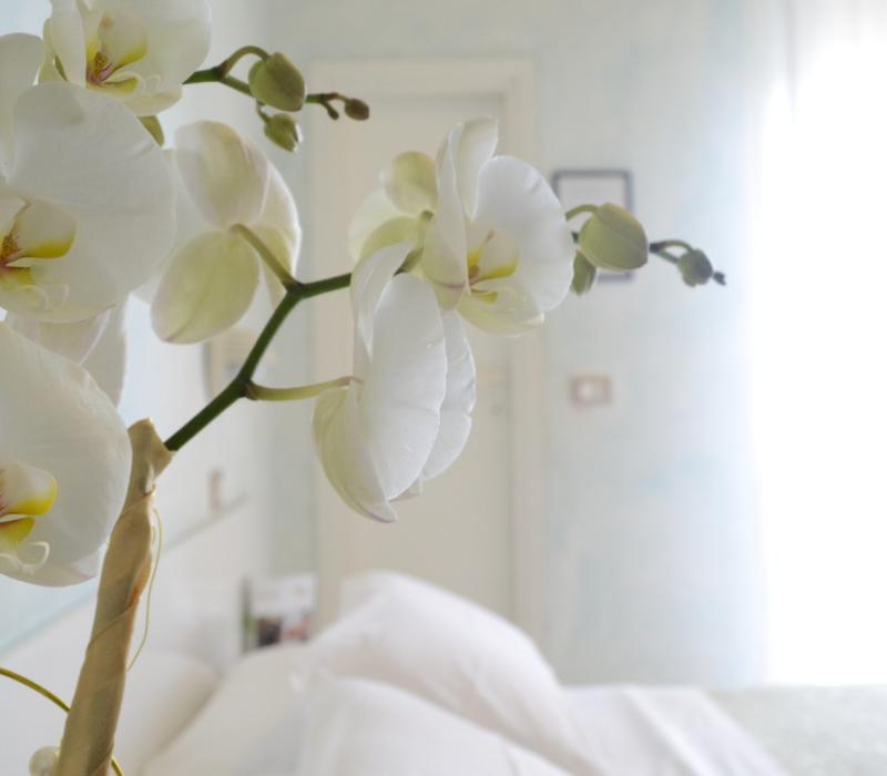 Orchidea bianca, delicata e pura, illumina una stanza serena e accogliente.